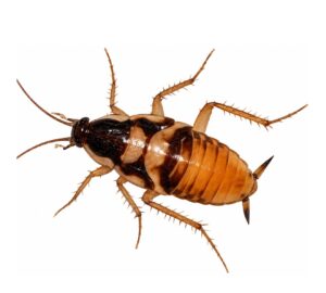 Cucaracha banda marron
